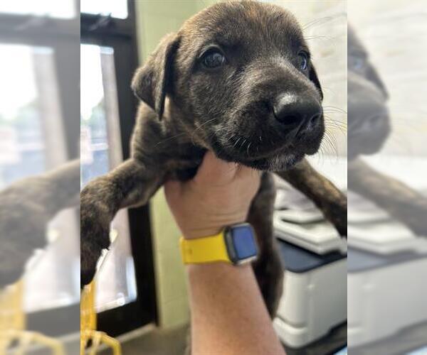 Medium Photo #1 Dutch Shepherd -Unknown Mix Puppy For Sale in Tulsa, OK, USA