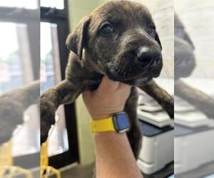 Dutch Shepherd -Unknown Mix Dogs for adoption in Tulsa, OK, USA