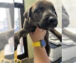 Small Dutch Shepherd  Mix