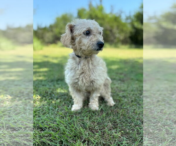 Medium Photo #2 Mutt Puppy For Sale in PIPE CREEK, TX, USA