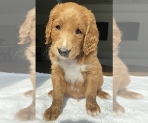 Goldendoodle Puppy for sale in CONROE, TX, USA