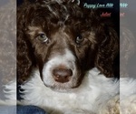 Puppy Juliet Poodle (Standard)