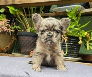 French Bulldog Puppy for sale in NEW YORK, NY, USA