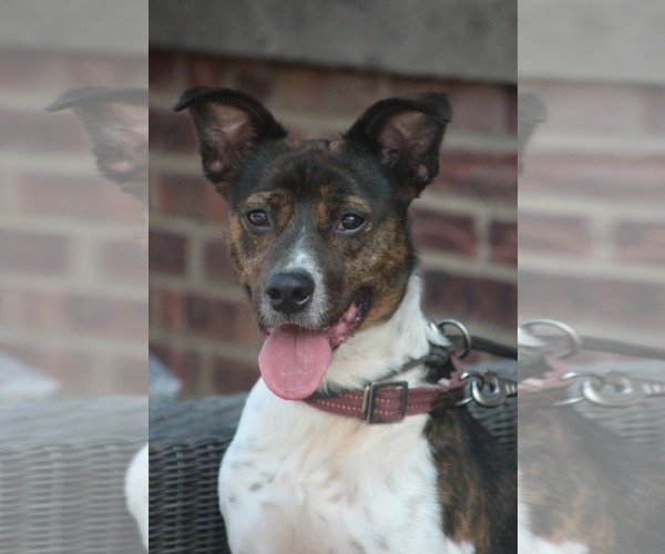 Medium Photo #6 Pointer-Unknown Mix Puppy For Sale in Westwood, NJ, USA