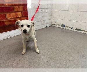 Chihuahua Dogs for adoption in San Bernardino, CA, USA