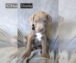 Puppy Chucky Cane Corso