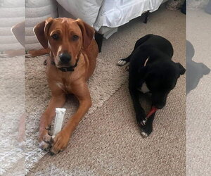 Bear - Male Labrador Retriever-Unknown Mix Dog for Adoption - Photo #4