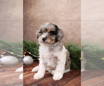 Small #3 Cavapoo (Toy)