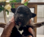 Small #1 YorkiePoo