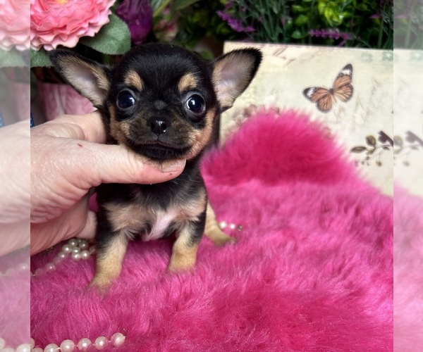 Medium Photo #1 Chihuahua Puppy For Sale in TRACY, CA, USA