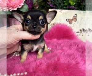 Chihuahua Puppy for Sale in TRACY, California USA