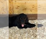 Small #7 Newfoundland