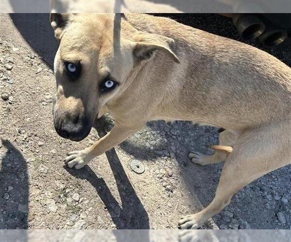 Medium Photo #1 American Pit Bull Terrier-Unknown Mix Puppy For Sale in Houston, TX, USA