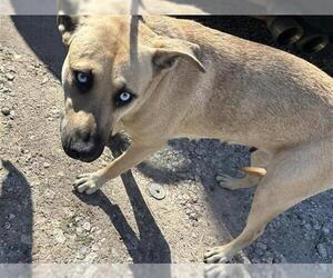 American Pit Bull Terrier-Unknown Mix Dogs for adoption in Houston, TX, USA
