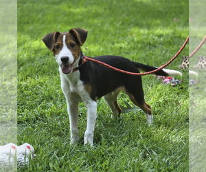 ZANKA - Male Beagle Dog for Adoption - Photo #4