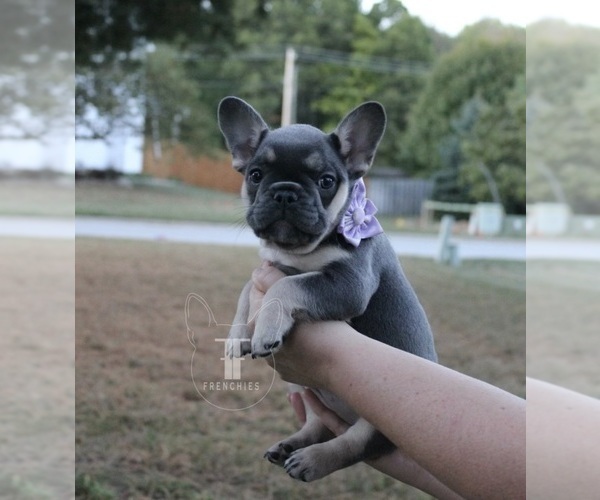 Medium Photo #1 French Bulldog Puppy For Sale in GRANGER, IN, USA