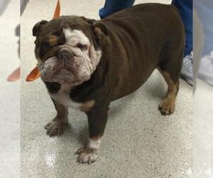 Bulldog Dogs for adoption in Riverside, CA, USA
