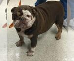 Small Bulldog
