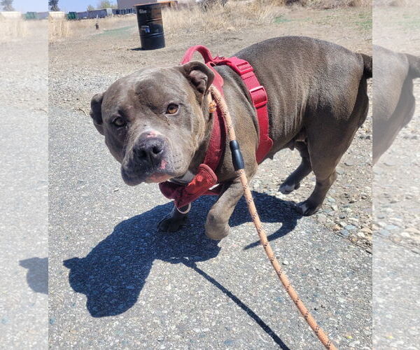 Medium Photo #3 American Pit Bull Terrier Puppy For Sale in Monte Vista, CO, USA