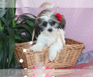 Shih Tzu Puppy for sale in SHILOH, OH, USA