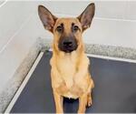 Small #1 Black Mouth Cur Mix