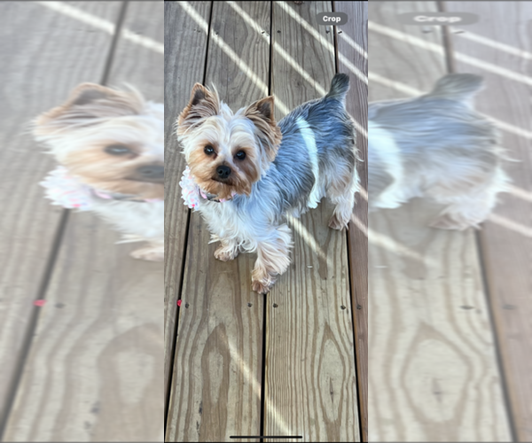 Medium Photo #1 Yorkshire Terrier Puppy For Sale in DAYVILLE, CT, USA