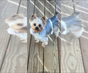 Mother of the Yorkshire Terrier puppies born on 08/07/2025