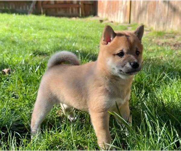 Medium Photo #4 Shiba Inu Puppy For Sale in SNOHOMISH, WA, USA
