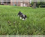 Small #3 American Corgi