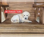 Small Photo #125 Labrador Retriever Puppy For Sale in EDGEWOOD, TX, USA