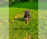 Small #18 German Shepherd Dog