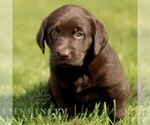 Small Labrador Retriever
