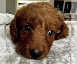 Small Photo #12 Goldendoodle (Miniature) Puppy For Sale in PENSACOLA, FL, USA