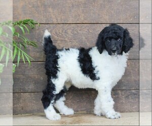 Poodle (Standard) Puppy for Sale in CHRISTIANA, Pennsylvania USA