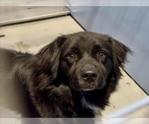 Mutt Dogs for adoption in San Bernardino, CA, USA