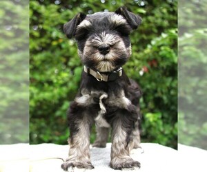 Schnauzer (Miniature) Puppy for sale in ERIE, PA, USA