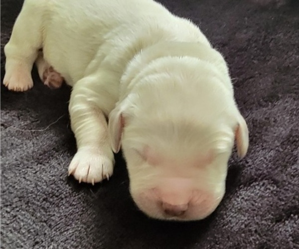 Medium Photo #2 Golden Retriever Puppy For Sale in SPARTA, NC, USA