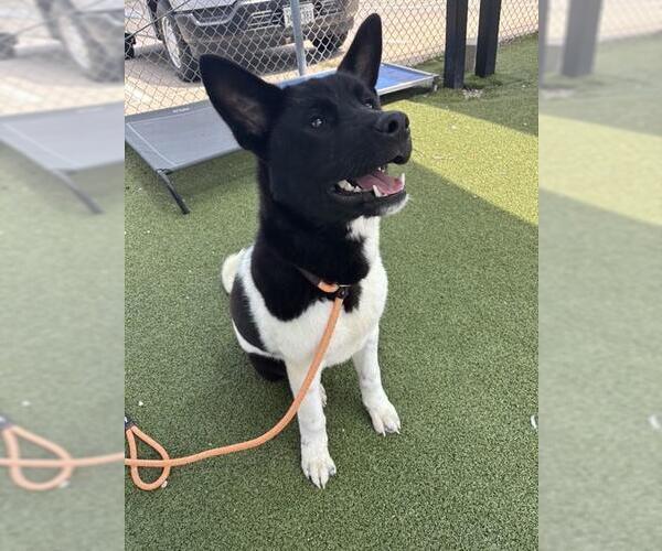 Medium Photo #1 Akita-Unknown Mix Puppy For Sale in Pasadena, TX, USA