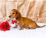 Small #19 Dachshund