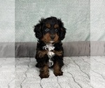 Small #6 Cavapoo