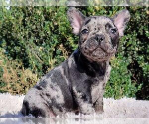 French Bulldog Puppy for sale in BOSTON, MA, USA