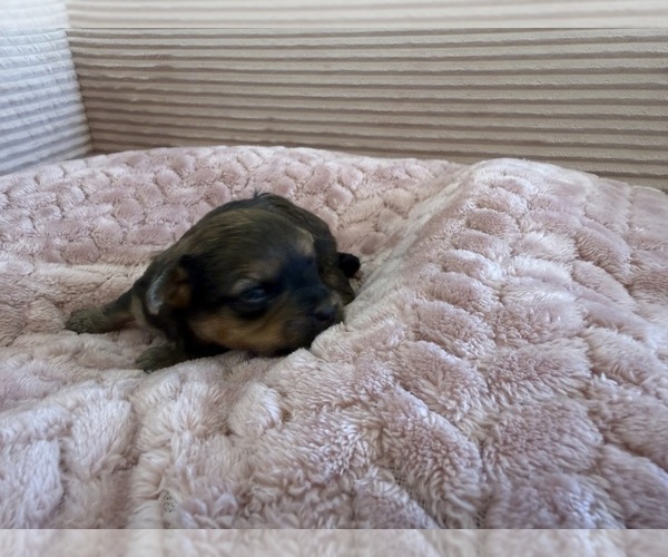 Medium Photo #40 Yorkipoo Puppy For Sale in ARLINGTON, TX, USA