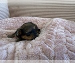 Small Photo #48 Yorkipoo Puppy For Sale in ARLINGTON, TX, USA