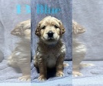 Puppy Blue Golden Retriever