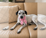 Small Dalmatian-English Springer Spaniel Mix