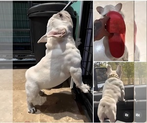 Father of the French Bulldog puppies born on 01/02/2025