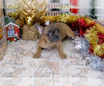 Small Photo #7 French Bulldog Puppy For Sale in BITTER LAKE, WA, USA