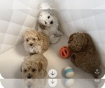 Small #5 Poodle (Toy)