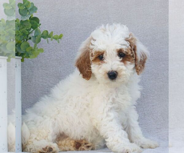 Medium Photo #3 Goldendoodle (Miniature) Puppy For Sale in EPHRATA, PA, USA