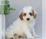 Small #2 Goldendoodle (Miniature)
